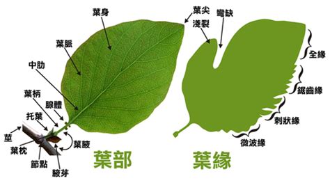 平行脈植物|葉的型態、構造與功能